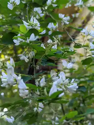 梨木神社(京都府)