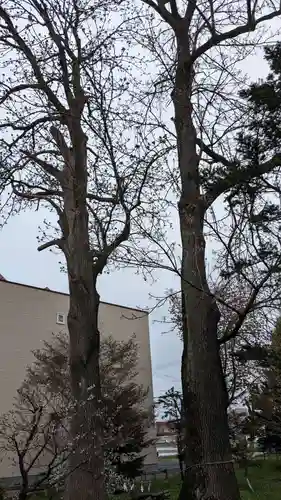 帯広三吉神社の自然
