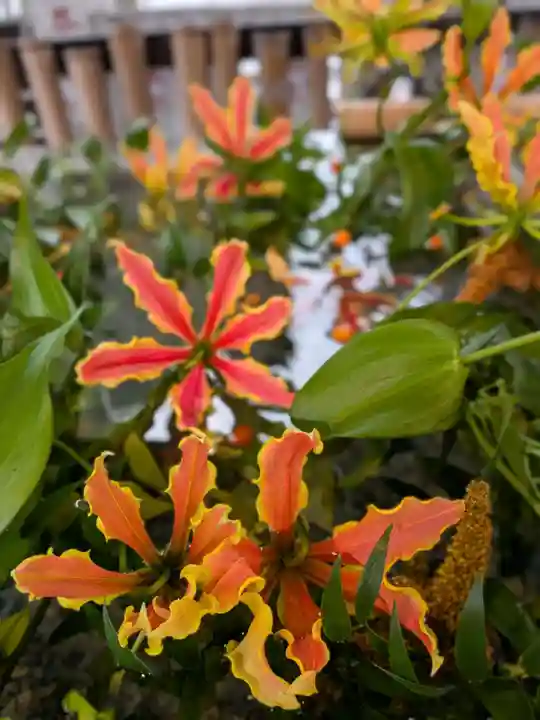 高円寺氷川神社(東京都)