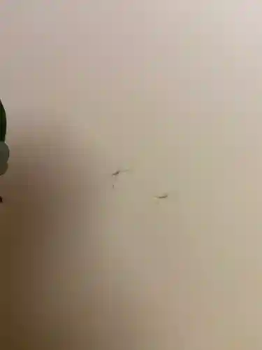 大雄院(京都府)