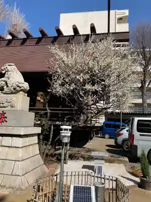 高円寺氷川神社(東京都)