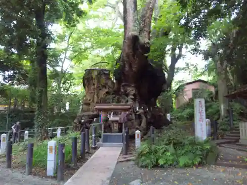 來宮神社の自然