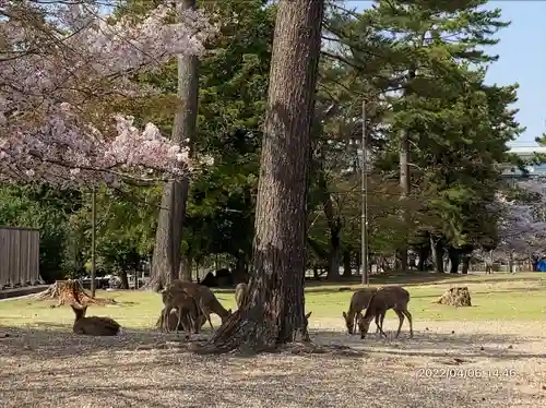 興福寺(奈良県)