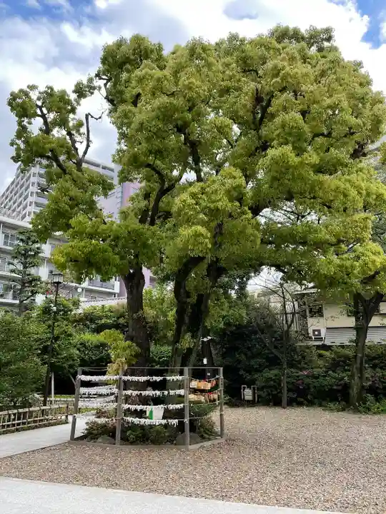 蒲田八幡神社の自然