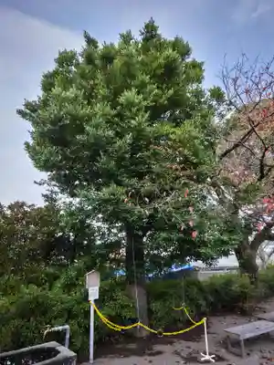 豆塚神社の自然