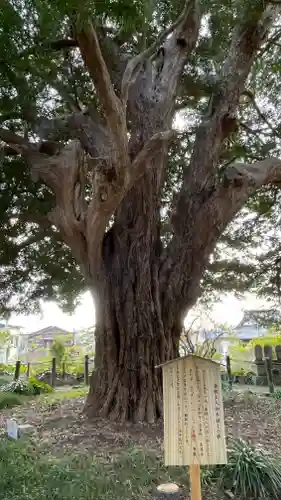 安養院　(田代寺）(神奈川県)