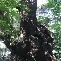 來宮神社の自然