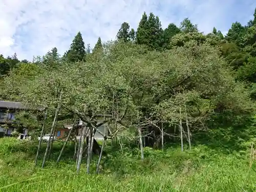 大幢寺の自然