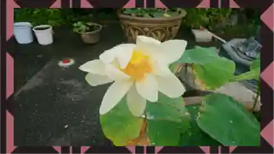 大日山神護院（新座観音）(埼玉県)