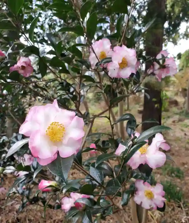 沙沙貴神社の自然