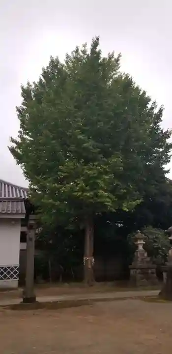 綾瀬稲荷神社の自然