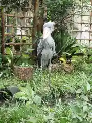 寛永寺不忍池弁天堂の動物