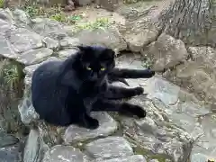 王子神社の動物