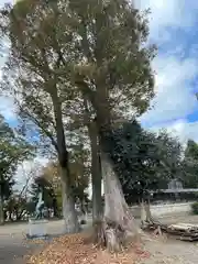 八幡神社(滋賀県)