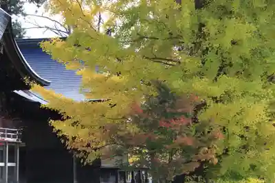 諏訪神社の自然