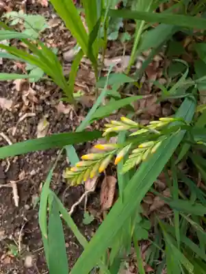 正一位三光稲荷大明神(神奈川県)
