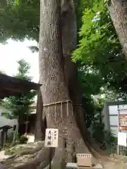 鳩ヶ谷氷川神社の自然