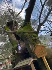 彌榮神社の自然