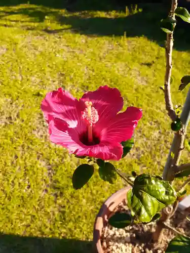 伏木香取神社(茨城県)