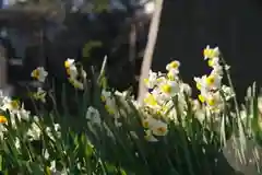 亀戸天神社の自然