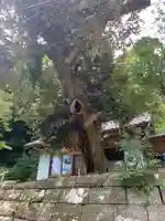 諏訪神社の自然