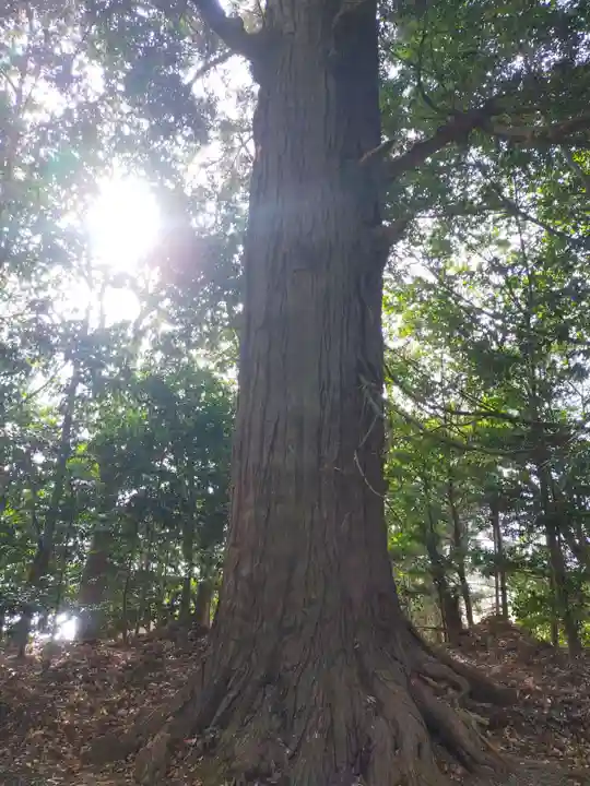 春日神社の自然