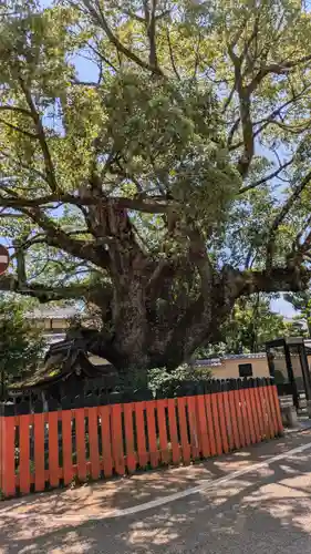 藤木社（賀茂別雷神社末社）(京都府)
