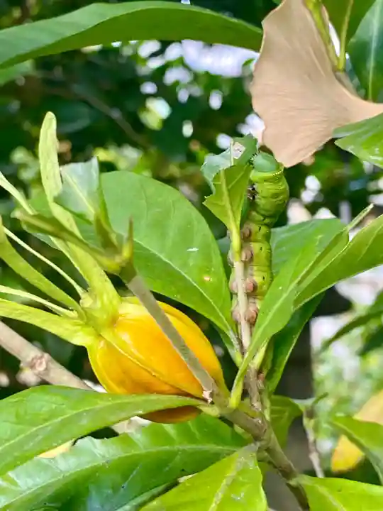 木食寺安祥院(京都府)
