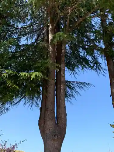 嚴島神社の自然