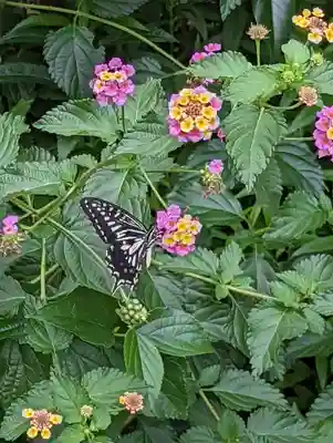 地蔵院（椿寺）(京都府)