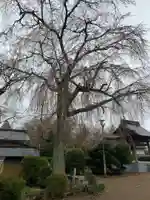 常福寺(千葉県)