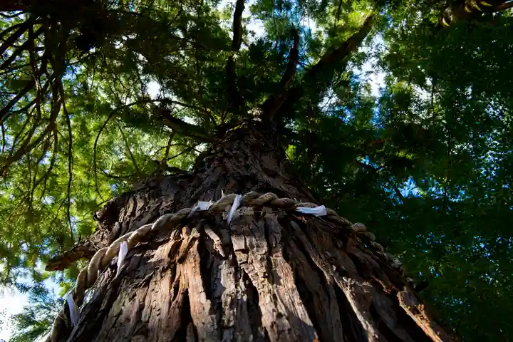 坂本八幡神社の自然