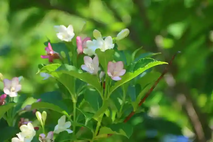 阿久津「田村神社」(郡山市阿久津町)旧社名:伊豆箱根三嶋三社の庭園