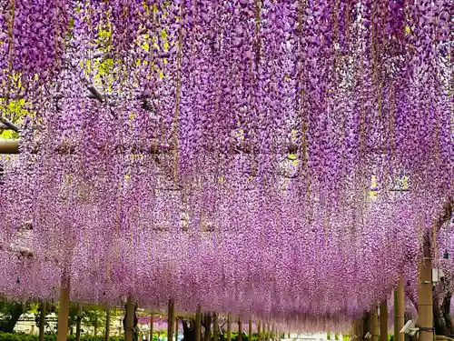 曼陀羅寺の自然