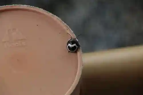 阿久津「田村神社」（郡山市阿久津町）旧社名：伊豆箱根三嶋三社の動物