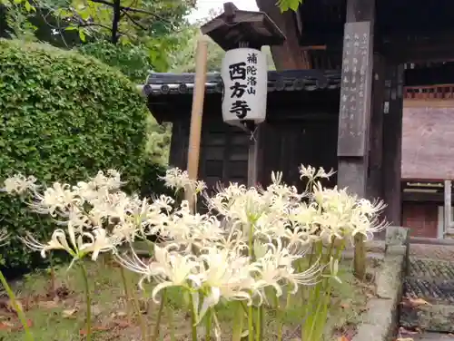 横浜　西方寺の自然