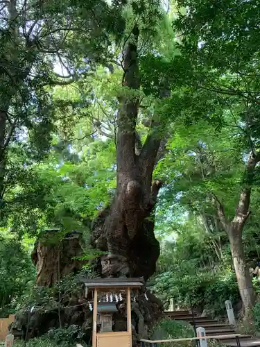 來宮神社の自然