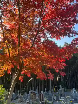 圓光寺(京都府)