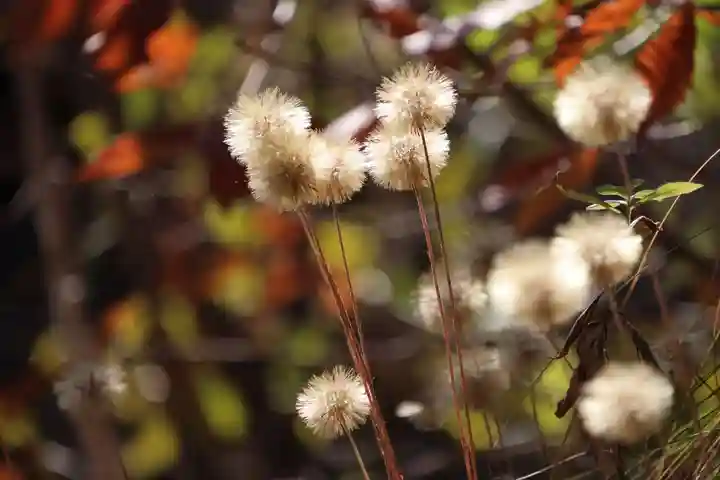 隠津島神社の自然