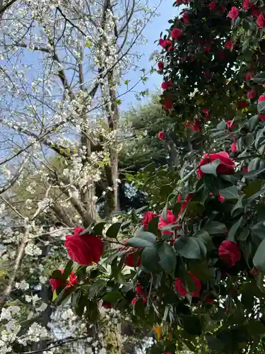 根津神社(東京都)