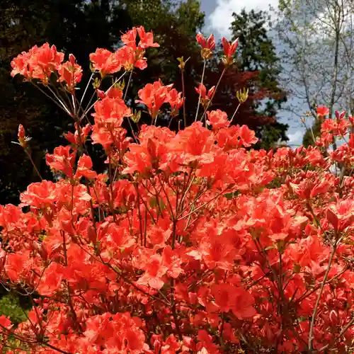 豊景神社の自然