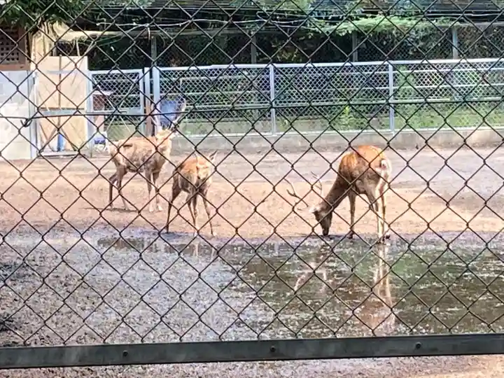 鹿島神宮の動物