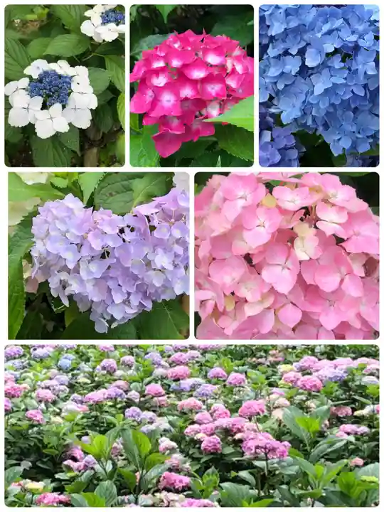 三室戸寺の自然