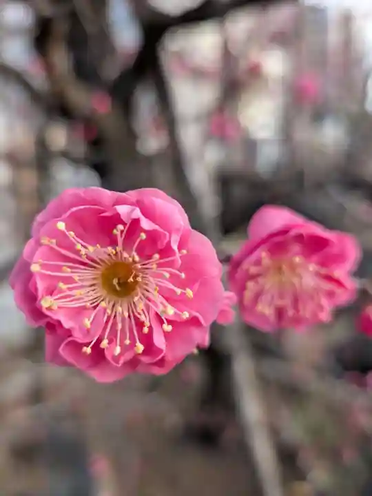 成願寺(東京都)