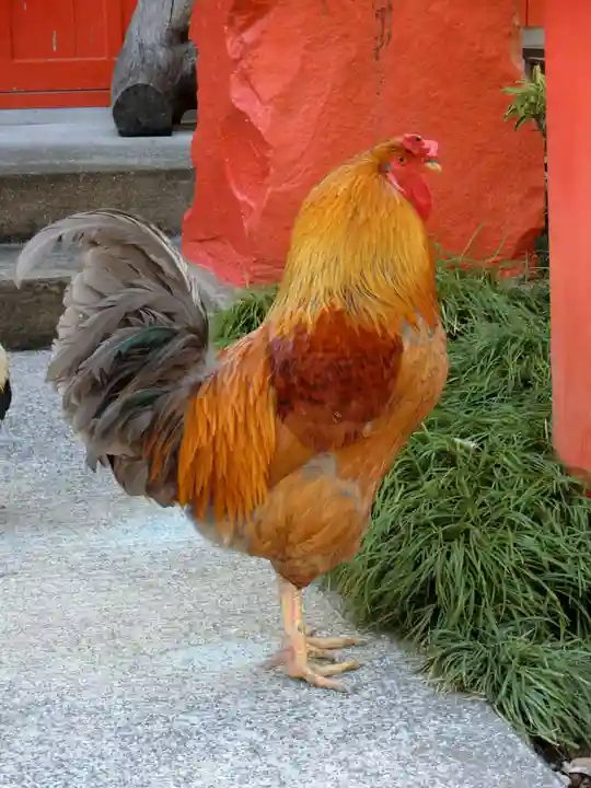 高知大神宮の動物