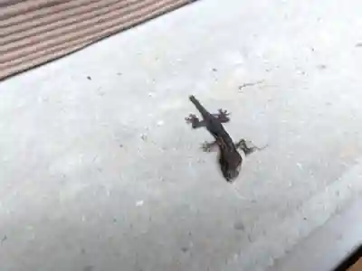 白髯神社(福井県)