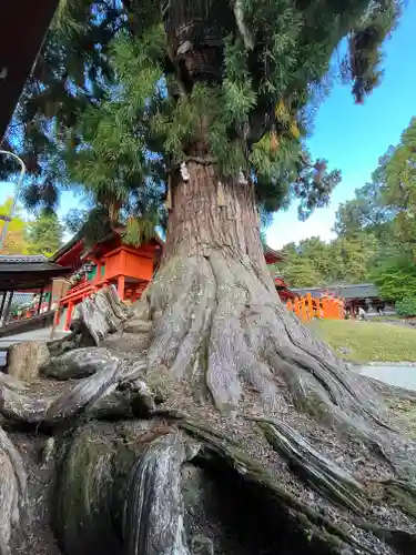 春日大社の自然