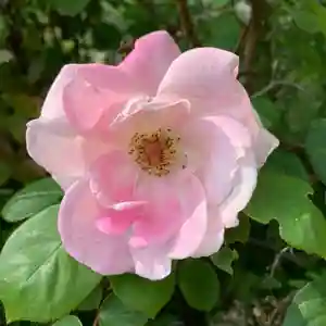 豊景神社の自然(2021年06月03日(木) 06時13分23秒投稿)