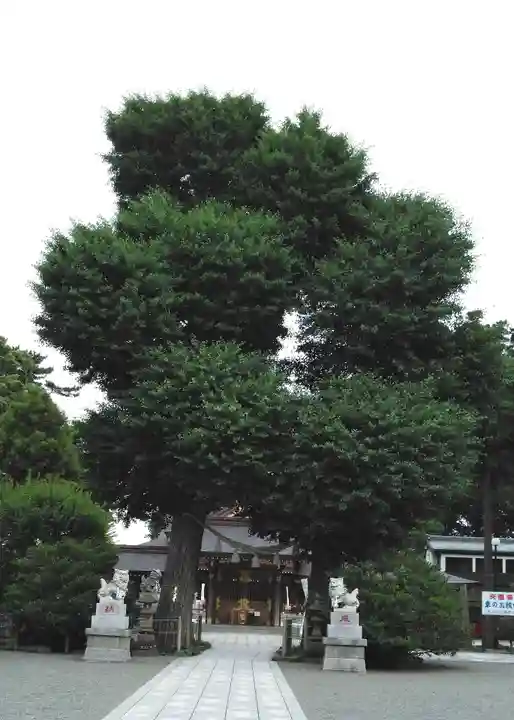 亀ケ池八幡宮の自然