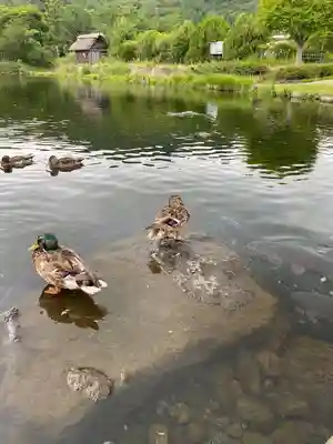 淺間神社（忍野八海）(山梨県)